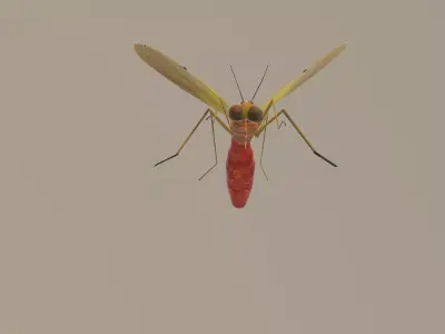 Mosquito Blood Sucked Culex ready yo fly 3D model