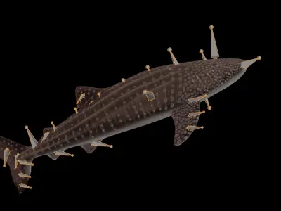 Injured Whale Shark Free low-poly 3D model