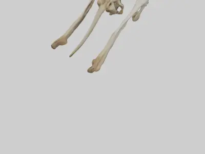 Kangaroo Pelvis Low-poly 3D model