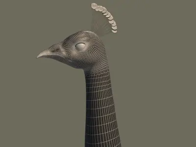 Peacock 3D model in flight 3D model