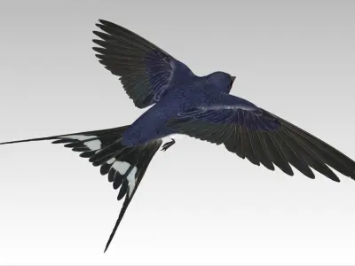 Swallow Bird Low-poly 3D model