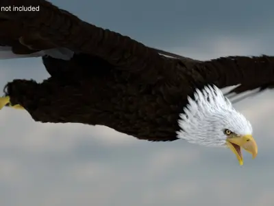 Realistic Bald Eagle Animated Rigged 3D model