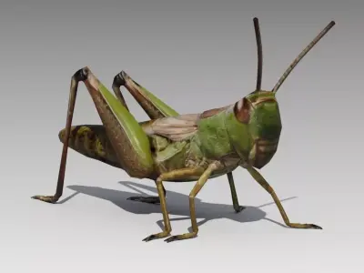 Grasshopper Animated Low-poly 3D model