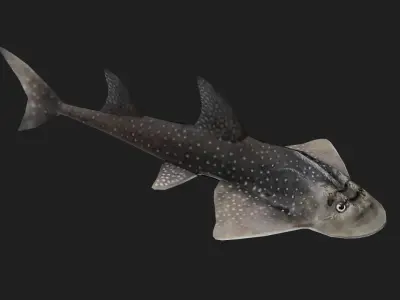 Skate Low-poly 3D model