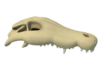 Crocodile Skull 8 3D model