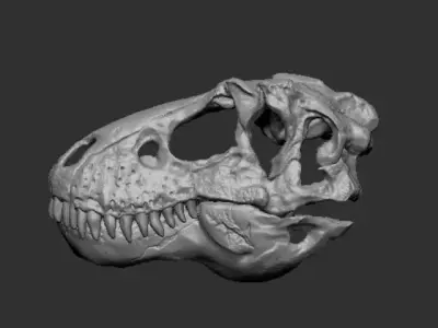 Dinosaur Skull 3D print model