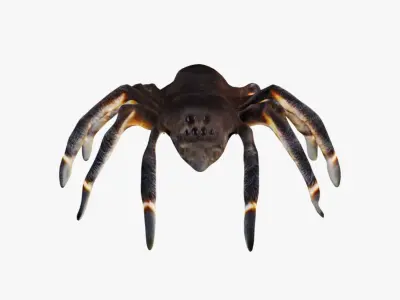 Tarantula Free 3D model