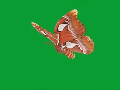 Atlas Moth Butterfly Low-poly 3D model