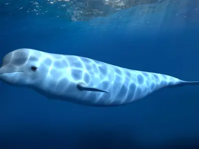 beluga dolphin lowpoly nature wildlife underwater arctic 3D model