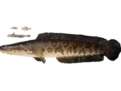 Freshwater Fish Pack 3D model