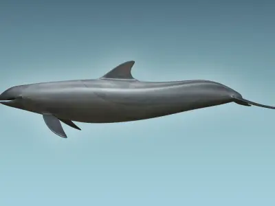 False Killer Whale 3D model