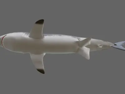 Shark - Tubarao Low-poly 3D model