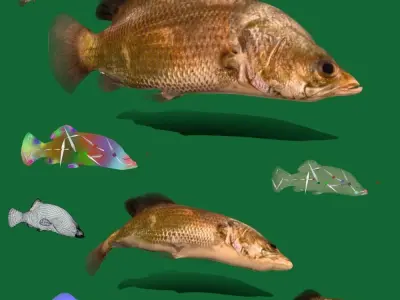 Barramundi Asian Sea Bass Fish Low-poly 3D model