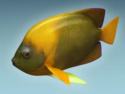 Angle Fish 14 3D model