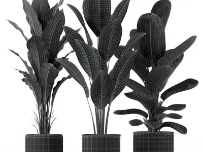 Plants collection 229 3D model