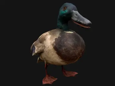 Mallard Duck Bird Low-poly 3D model