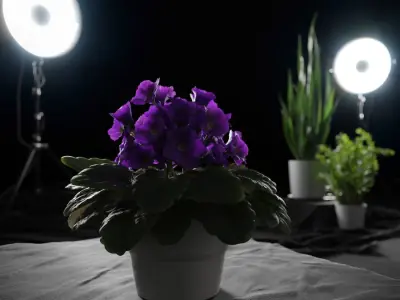  African Violet Plant Model 