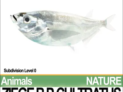 Ziege B zebrafish bp cultivatus 3D model