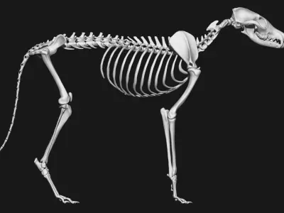 Fox skeleton 3D model