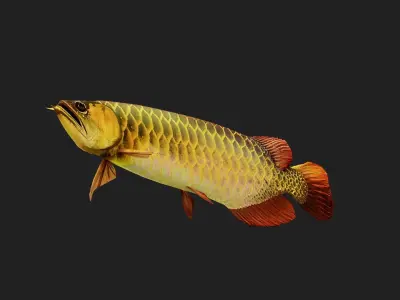 Arowana Low-poly 3D model