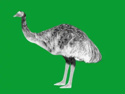 Emu Bird Low-poly 3D model