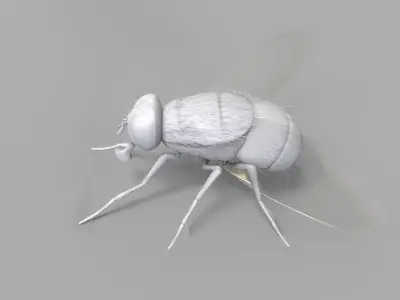 Insect Fly 3D model
