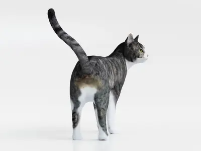 Realistic Cat tabby Low-poly 3D model