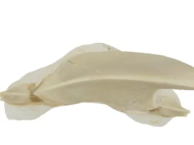 Realistic - Shark Tooth Low-poly 3D model