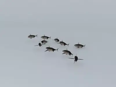 Tan Tunny fishes Free 3D model