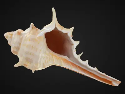Murex Carbonnieri 3D model