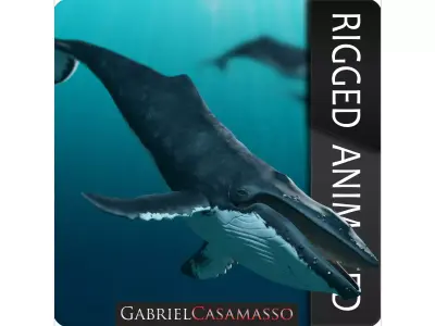 Humpback Whale - Megaptera Novaeangliae 3D model