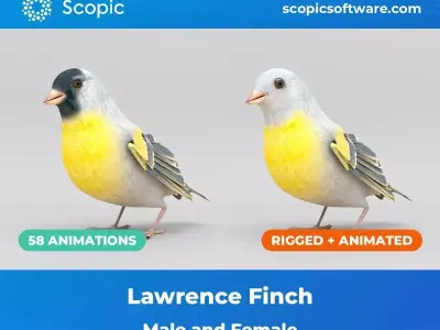 3D Bird Pack Lawrence Finch Male and Female Low-poly 3D model  Low-poly 3D model