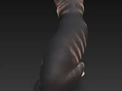 Cat Realistic 3D Model Basic - Low Poly Realistic Low-poly 3D model