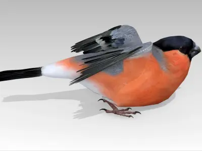 Bullfinch bird Low-poly 3D model