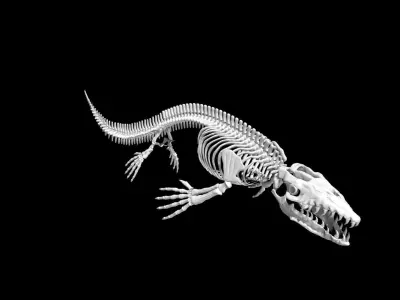 Mosasaurus skeleton Low-poly 3D model