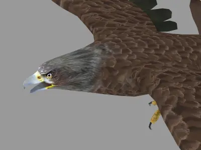 golden bald eagle hawk bird animal royal fly feather wing  3D model