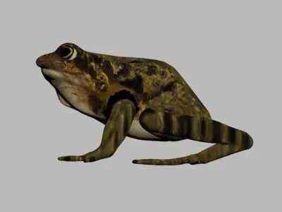 FROG LOW POLY Low-poly 3D model