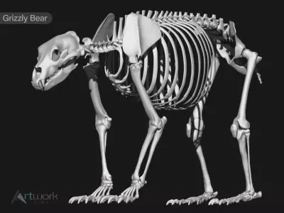 Grizzly Bear skeleton 3D model