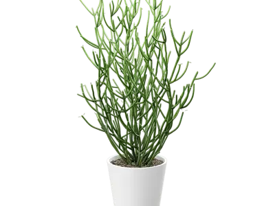  Pencil Cactus Succulent Potted Plant Model 