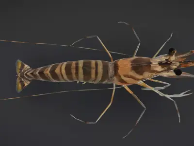 Realistic Shrimps - Tiger Prawn Animated 3D model
