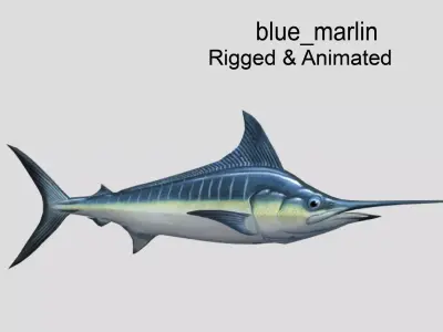 Blue Marlin  Realistic Animated Low-poly 3D model