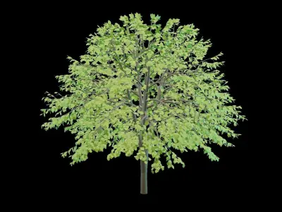 Cherry Tree Low Poly Free 3D model