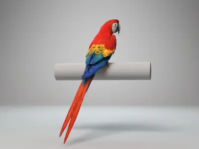 Ara Macao Animation - VFX Grace 3D model