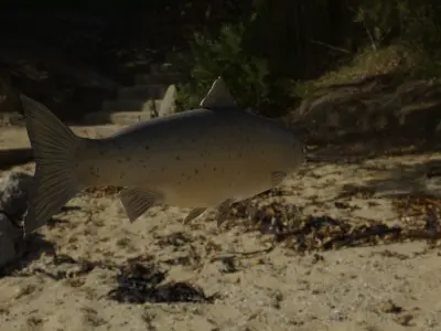 Salmon Fish 3D model