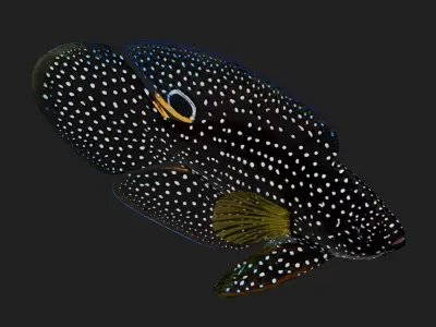 Plesiops Low-poly 3D model