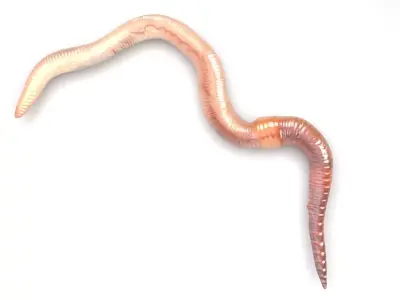 Earthworm 3D model