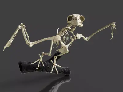 Realistic Owl Skeleton 3D model