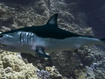 3D Model Shark Maco Low-poly 3D model