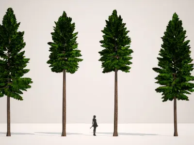 Japanese Endemic Species Plant - 4 Japanese false cypress Tree Low-poly 3D model