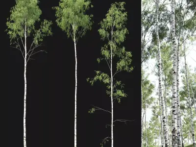 Birch forest part 02 3D model